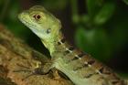 Basiliscus Plumifront Strinlappenbasilisk DNZ10