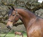 Welsh Pony stute und wallach