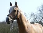 Bitte Reitbeteiligung auf Endmaßpony 