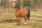 Haflinger-Araber Mix zu verkaufen   Dringend 