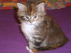 Maine Coon Babys abzugeben