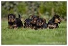 Australian Terrier Jumpers Welpen im nächsten Frühling