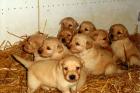 Goldenretriever Mix Welpen