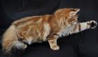 Sibirische Katzenabys, golden and black tabby