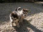 ALASKAN MALAMUTE