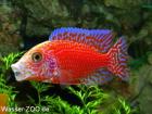 Aulonocara FireFish Coral Red (Malawi - Barsch)