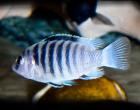 Labidochromis spec. Chismulae mbweca (Malawi - Barsch)