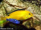 Labidochromis Caeruleus Yellow  lions-cove  (Malawi Barsch)