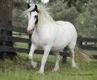 Gypsy Vanner zum Verkauf