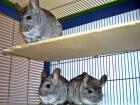 Chinchillas mit Käfig suchen dringend ein neues zu Hause!