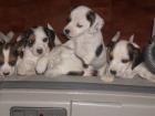 Knuffige Beagle/Jack Russel Welpen abzugeben