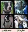 AMERICAN STAFFORDSHIRE TERRIER *WELPEN* TOP ZUCHT 