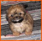 Zuckerschnute -Shih Tzu Reinrassig-