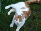 Rot/Weisser super Kater ,ca 15 mon...sucht