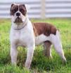 American Bulldogg(reinrassigen)