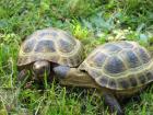 Terrarium für Landschildkröten gesucht