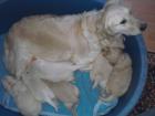 6 Golden Retriever Welpen