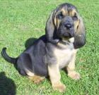 Bloodhound Welpen in black & tan 