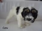 Unsere Tibet Terrier  suchen ein neues Zuhause