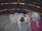 English Bulldog Welpen