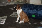 Boxerwelpe, mit Papiere