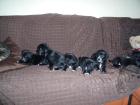 5 Wochen alte Labrador/Dalmatiner Welpen