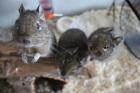 3 süße Degu-Mädchen suchen ein neues Zuhause