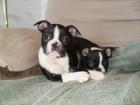 Wir haben Wunderschöne Boston Terrier Welpen