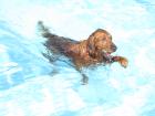 Unterwasserlaufband für Hunde Berlin