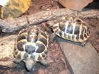 2 griechische Landschildkröten suchen ein Zuhause