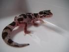 Leopardgecko Jungtiere aus2021 abzugeben