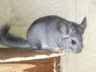 Chinchilla Weibchen