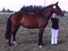 New Forest Pony Stute zu verkaufen