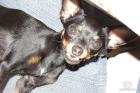 Englischer Toy Terrier sucht nette Huendin