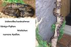 Handzahme,liebevolle Königs-Python   Terrarium/klein/groß abzugeben