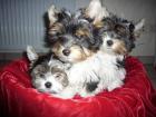 Biewer Yorkshire Terrier in liebe volle Haende zu verkaufen