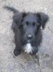 Border Collie-Briard-Mix-Welpen