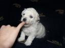 Havanese welpen 