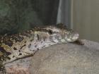 Biete 0,0,1 Varanus niloticus - Nilwaran