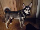 9 Monate junger Huskymix sucht neues Zuhause