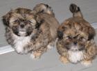 Shih Tzu Welpen aus langjähriger deutscher Zucht