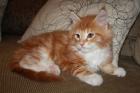 Maine Coon Kitten - Zucht u. Showgeeignet