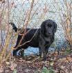 Labrador Retriever Welpen aus Familienucht, HD und ED frei