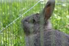 Süßer Hase (5Jahre ) sucht liebevolles Heim