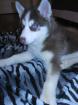 DRINGEND!!! Siberian Husky Welpe (9wochen alt)