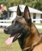 Belgische schaferhund malinois