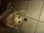 Suche Golden Retriever Hündin  blond  zum Decken