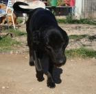 Timo, Labrador -Mix: Er hatte das Gespür für die Menschen, denen er vertrauen ka