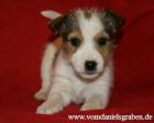 Parson Jack Russell Terrier Welpen ab sofort zur Abgabe