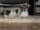 Jack Russel Terrier, tricolor, glatthaar, kurzbein